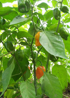 Capsicum chinense Bonnet Pepper, Chinese capsicum